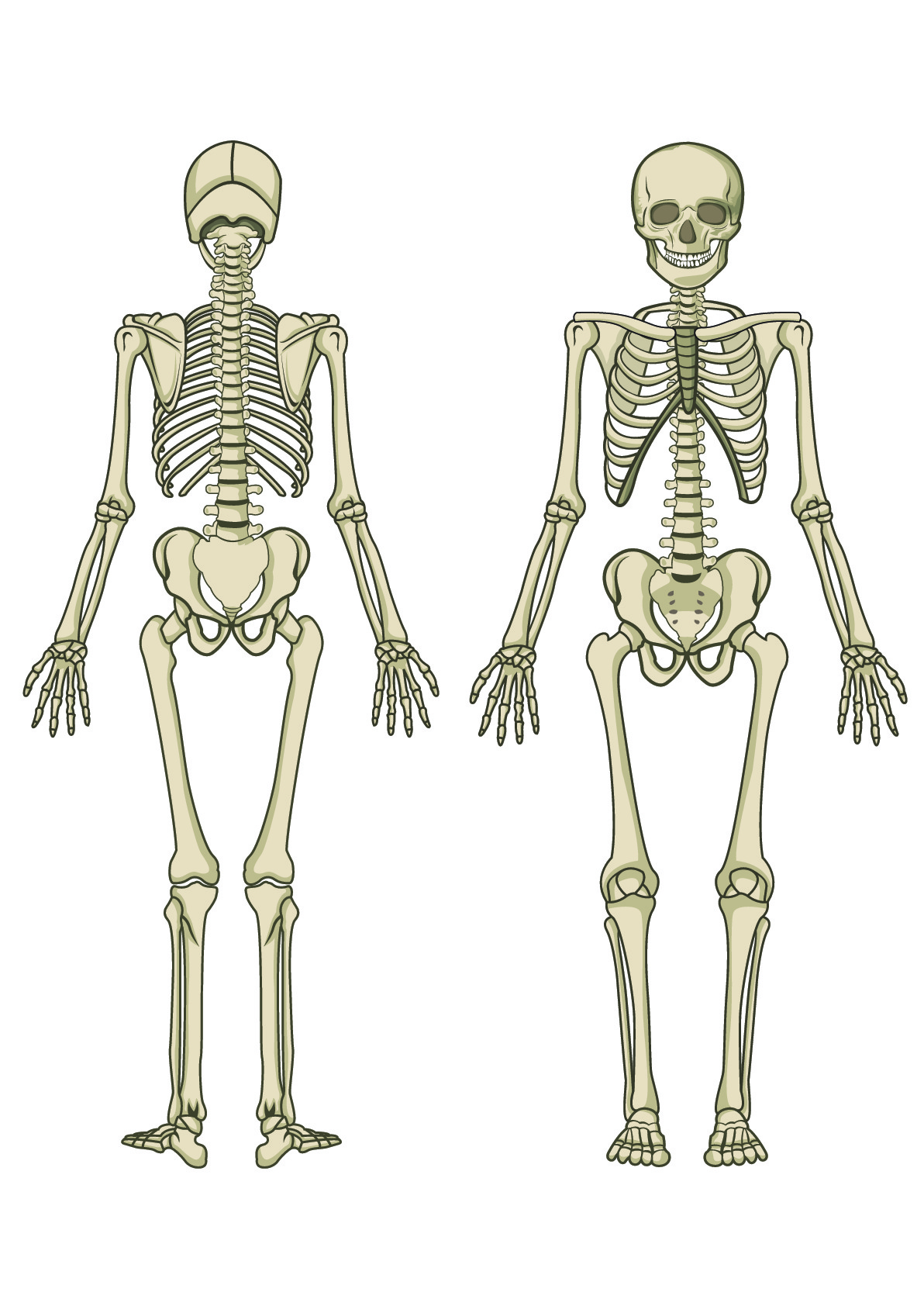 The Human Skeleton Worksheet From EdPlace